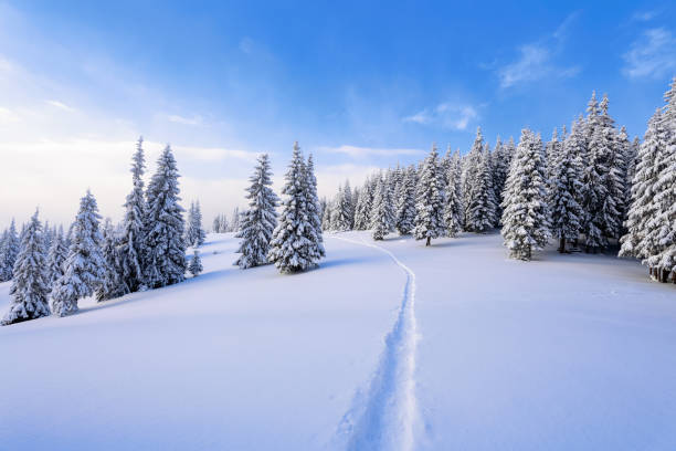istock Powdered with snow tall fir-trees silently contemplate a daredevil who makes a path through in the winter cold day. Bemused Christmas trees under covered with snowflakes. 907943320