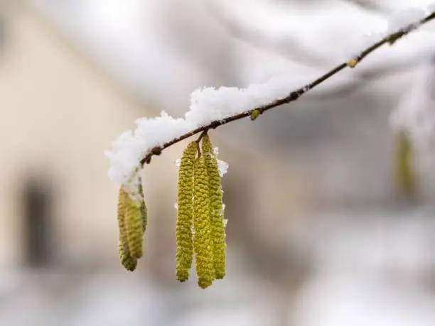 Blossom of a hazel covered with snow in winter, Vienna Austria
