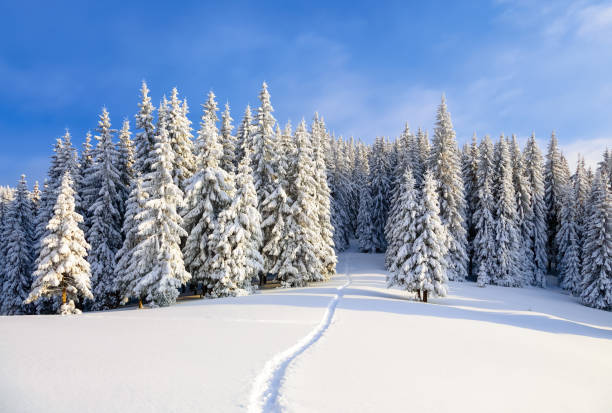 istock Powdered with snow tall fir-trees silently contemplate a daredevil who makes a path through in the winter cold day. Bemused Christmas trees under covered with snowflakes. 907943692