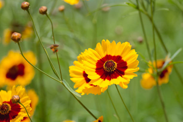 istock group of plains coreopsis tinctoria flowers 907944500