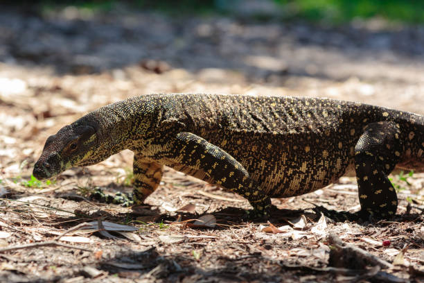 istock Goanna in the wild Australian bush 907945420