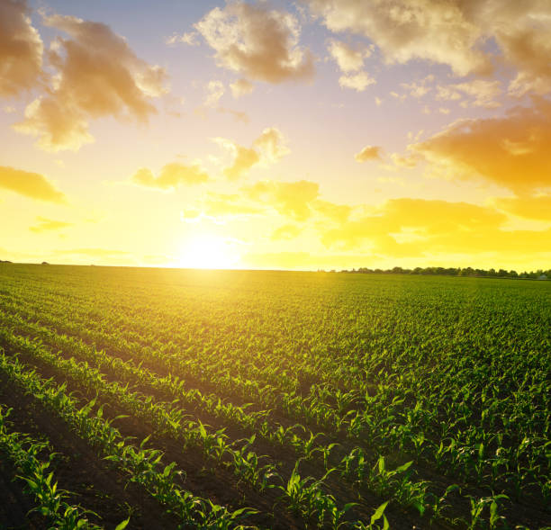 istock Spring rural landscape with green corn field. 907945636