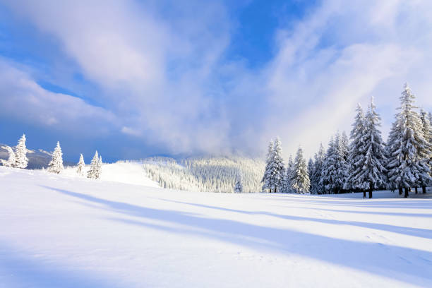 istock Fantastic fluffy Christmas trees in the snow. Postcard with tall trees, blue sky and snowdrift. Winter scenery in the sunny day. Mountain landscapes. Carpathian national park, Ukraine Europe. 907945784