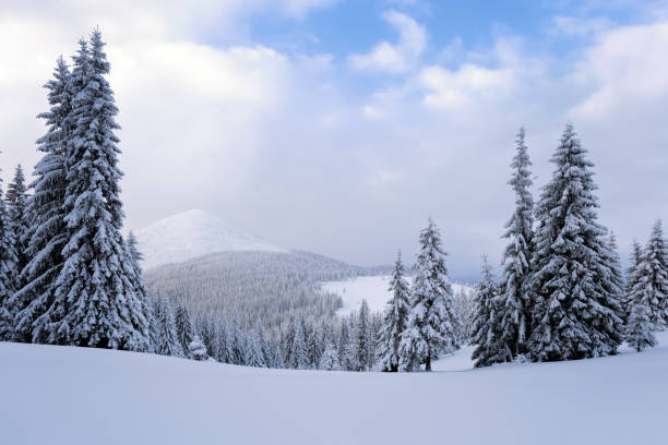 istock Fantastic fluffy Christmas trees in the snow. Postcard with tall trees, blue sky and snowdrift. Winter scenery in the sunny day. Mountain landscapes. 907945792