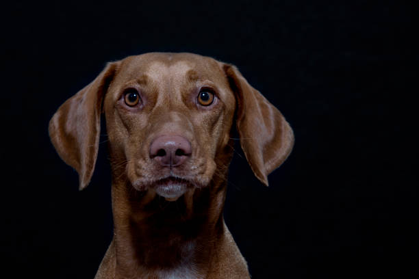 istock Portrait of a Magyar Vizsla 907946026