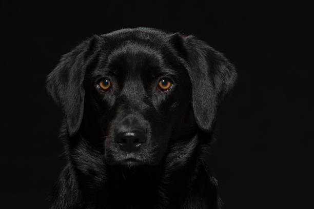istock Portrait of a black Labrador 907946512
