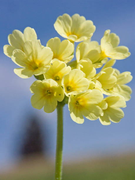 cowslip announce the end of winter stock photo
