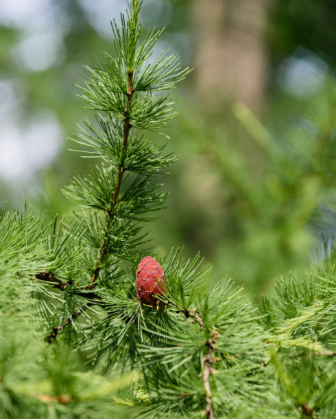 istock Larix cone on the branch in the park 907946936