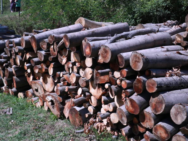 istock Pile of complex wood for winter heating 907946992