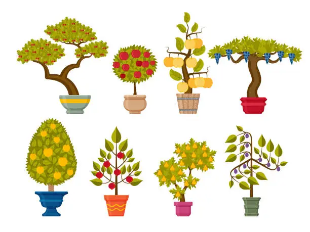 Vector illustration of Bonsai tree set. Decorative plants in flower pots