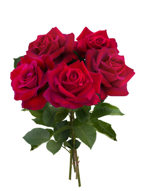 istock rosebuds with green leaves 907949962