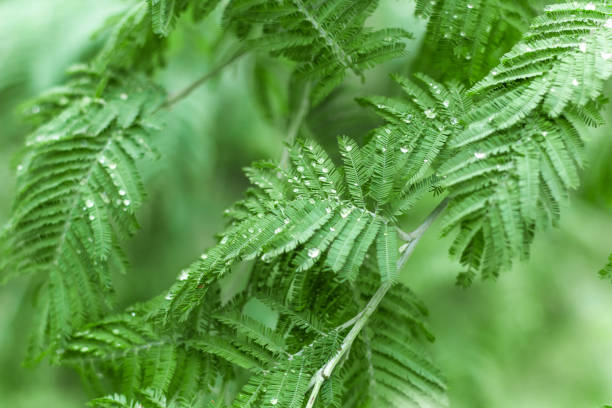 closeup leaves with dew drops natural backdrop