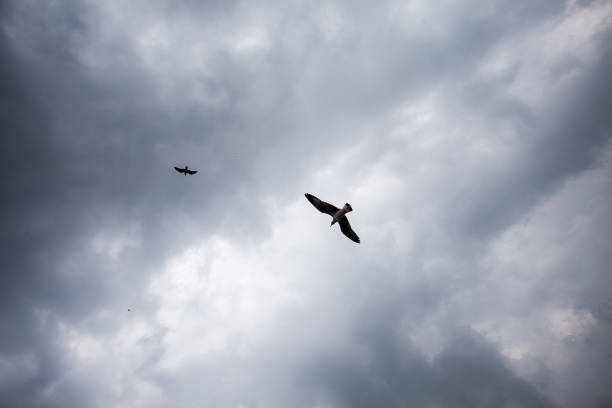 istock Seagulls flying in the sky 907951266