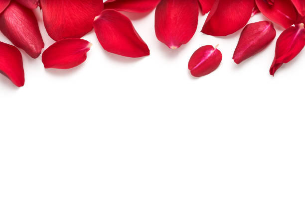 istock Red rose flower petal banner. Rose petals isolated on a white background. 907954204
