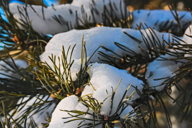 istock Branches of blue spruce with snow close-up 907954732