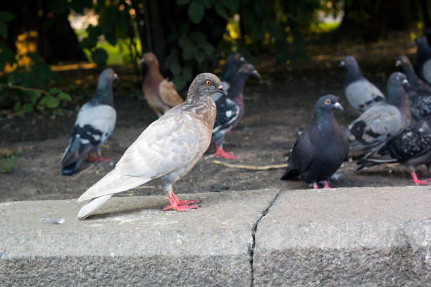istock Pigeon sits on curb in street 907955702