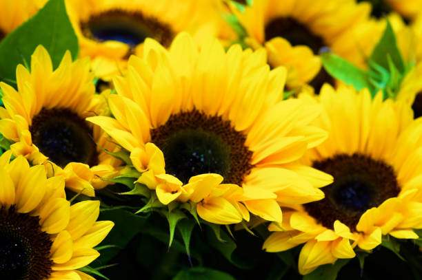 perfecto girasol con hojas - sunflower side view yellow flower fotografías e imágenes de stock