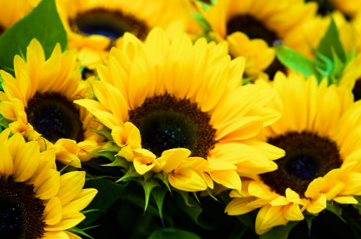 Perfect Big Sunflowers with Leafs closeup Outdoors. Selective Focus