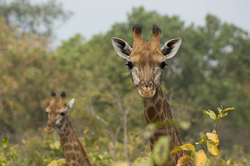 Giraffes look at the camera in Foundiougne, Senegal