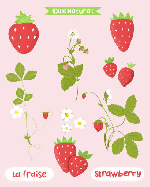 ilustrações de stock, clip art, desenhos animados e ícones de strawberry illustration with flower fruit and plant - strawberry plant