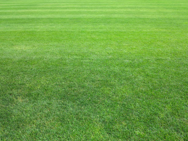 istock perfect lawn green grass background 907961832