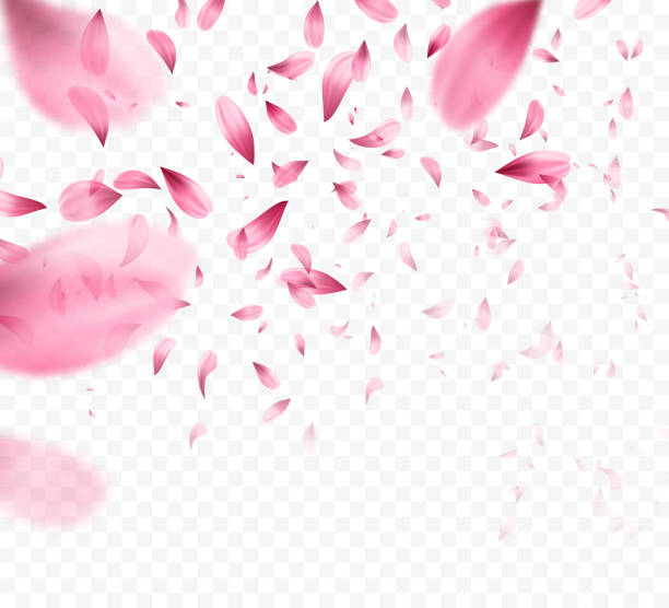 stockillustraties, clipart, cartoons en iconen met roze sakura vallen bloemblaadjes achtergrond. vectorillustratie - roze