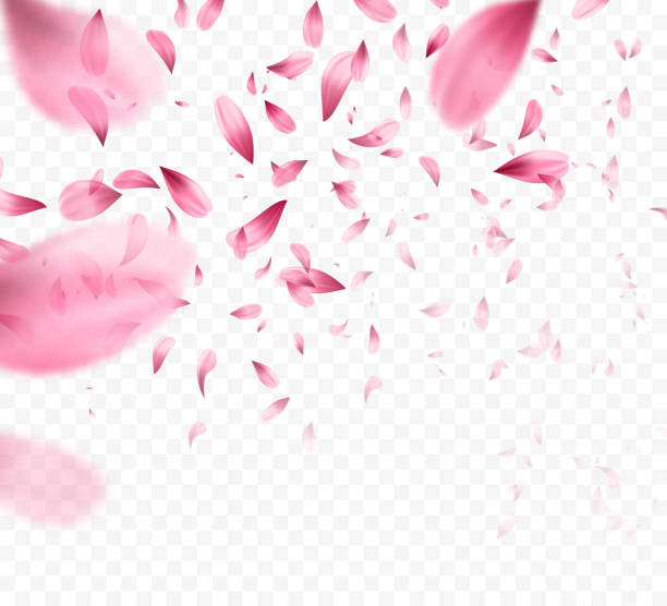 Pink sakura falling petals background. Vector illustration Pink sakura falling petals background. Vector illustration EPS10 cherry blossom blossom tree spring stock illustrations