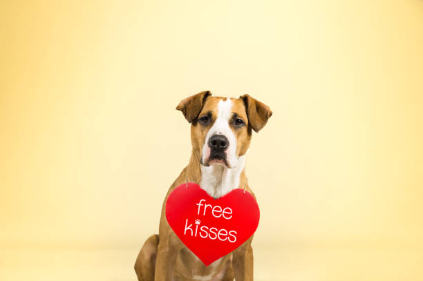 Staffordshire terrier puppy poses in colorful yellow studio background with valentine's day sign on shoulders Lovely young pitbull terrier dog with "free kisses" paper heart kissing on the mouth stock pictures, royalty-free photos & images