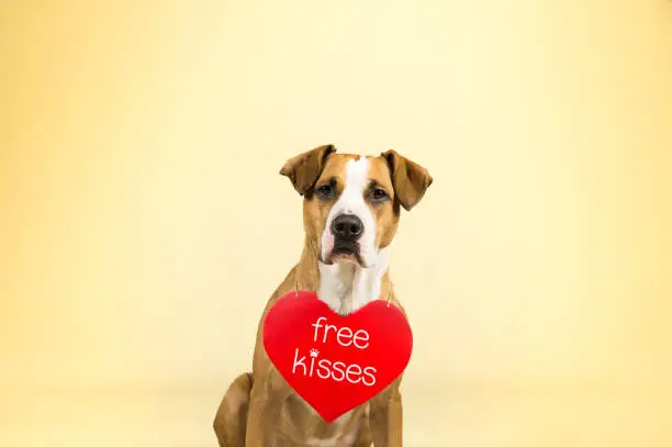 Photo of Staffordshire terrier puppy poses in colorful yellow studio background with valentine's day sign on shoulders