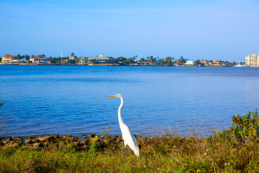 Naples Florida Marco Island view heron bird in Florida USA