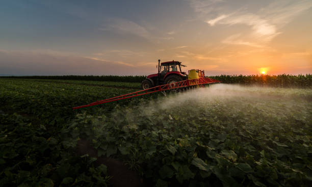 istock Tractor spraying pesticides on vegetable field with sprayer at spring 907966092