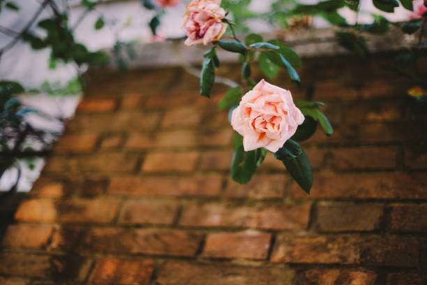 istock A pink rose head next to brick wall in Venice, Italy. 907966578