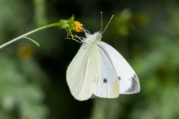 cabbage white butterfly on a flower