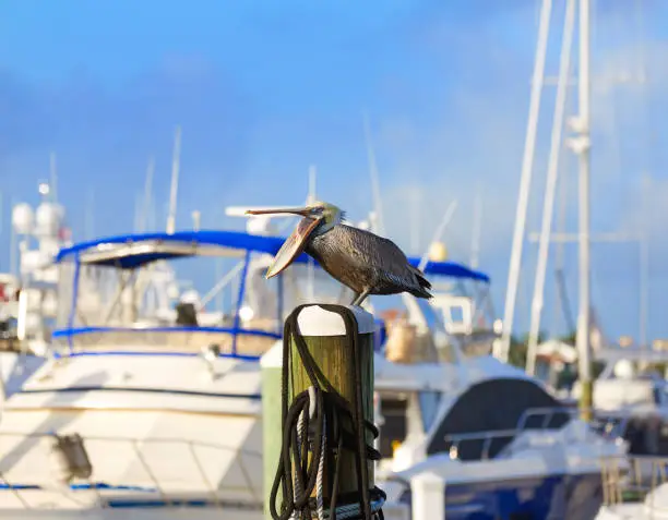Fort Lauderdale Pelican bird in marina pole at Florida USA