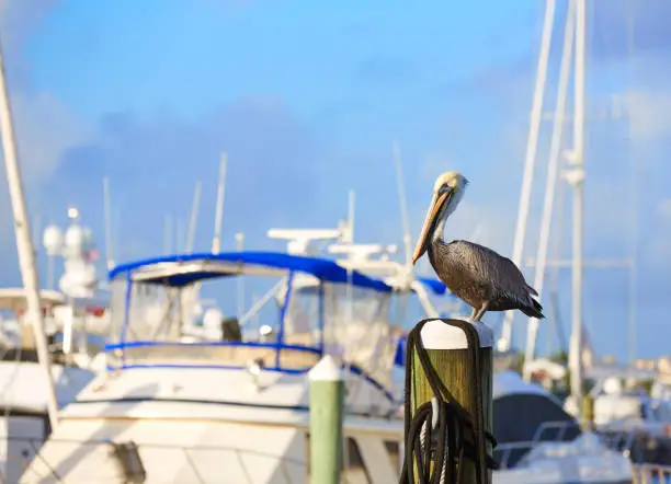Fort Lauderdale Pelican bird in marina pole at Florida USA