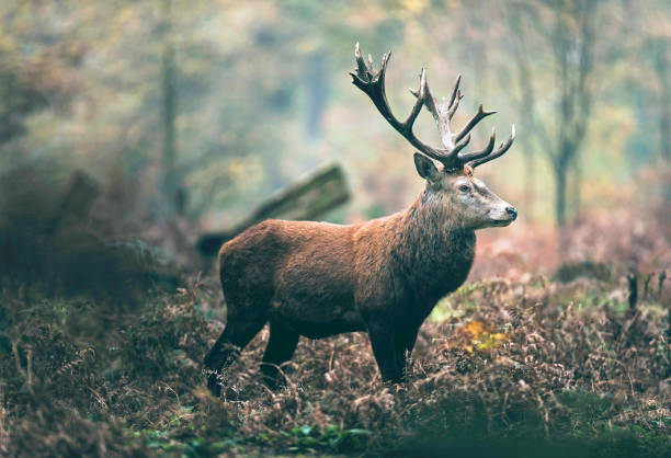 istock Red deer stag in autumn forest. North Rhine-Westphalia, Germany 907969966