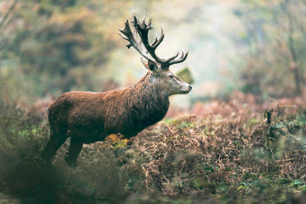 istock Red deer stag in autumn forest. North Rhine-Westphalia, Germany 907969968