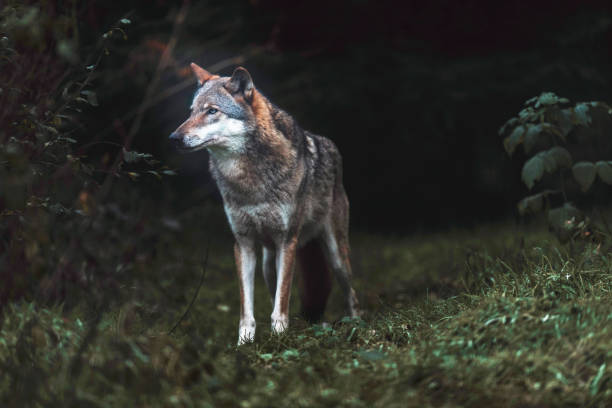 istock Solitary gray wolf (Canis lupus) in dark forest. North Rhine-Westphalia, Germany 907969988