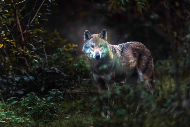 istock Solitary gray wolf (Canis lupus) in dark forest. North Rhine-Westphalia, Germany 907970010