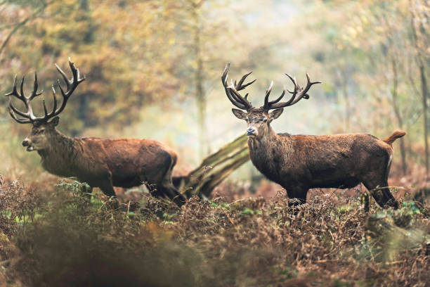 istock Two red deer stag in autumn forest. North Rhine-Westphalia, Germany 907970044