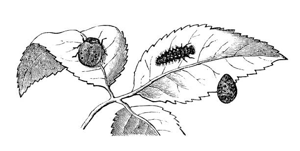セブン スポット テントウムシまたは 7 つの斑点のあるてんとう虫 (ナナホシテントウ) - septempunctata点のイラスト素材／クリップアート素材／マンガ素材／アイコン素材