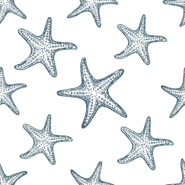플라주 여름 휴가 - starfish stock illustrations
