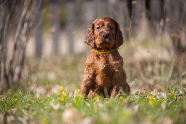 Irish Setter Puppy The Irish Setter puppy sits inside the grass. It is spring. Flowers are blooming irish setter puppy stock pictures, royalty-free photos & images