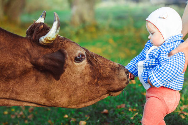 istock a child and a cow 907974116