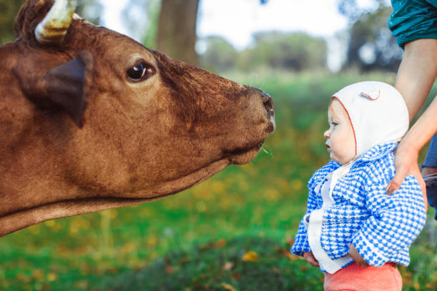 istock a child and a cow 907974294