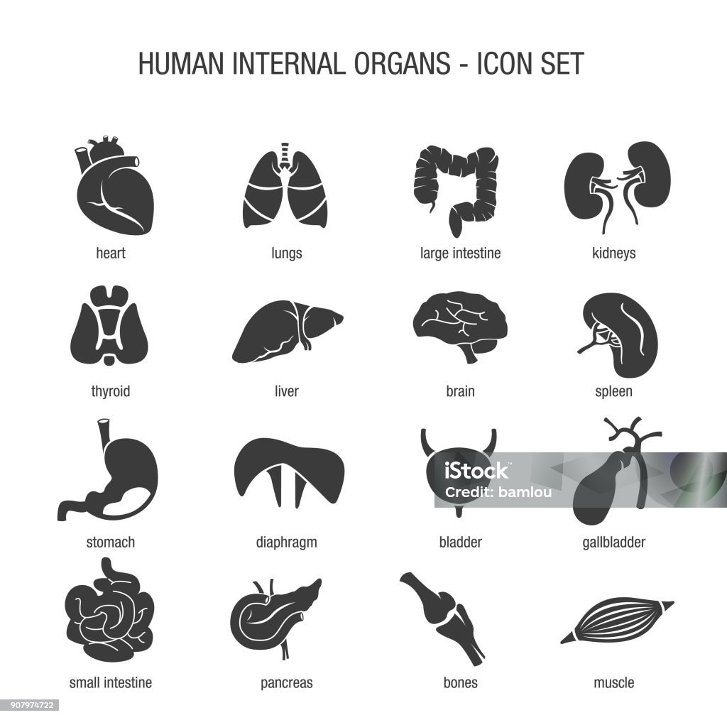 Human Internal Organs Icon Set Vector of Human Internal Organs Icon Set Icon Symbol stock vector