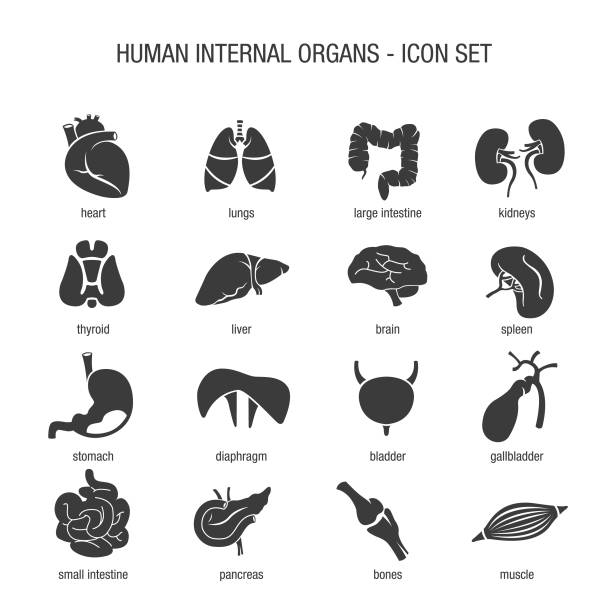 Human Internal Organs Icon Set Vector of Human Internal Organs Icon Set gall bladder stock illustrations