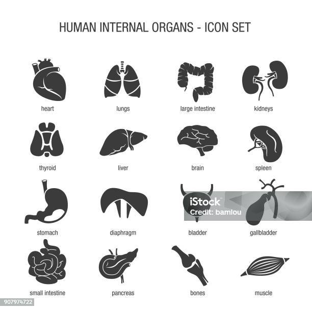 Human Internal Organs Icon Set Stock Illustration - Download Image Now - Icon Symbol, Muscle, Heart - Internal Organ