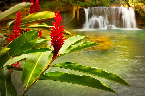 Jamaica YS Falls with lagoon and flowering plant.