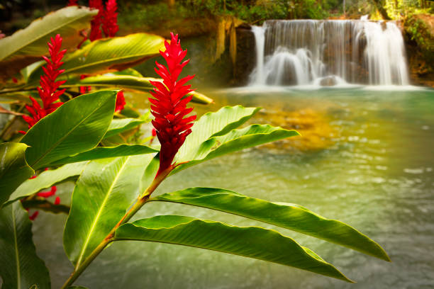 ямайка ys водопад - waterfall tropical rainforest water jamaica стоковые фото и изображения